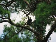 Bald Eagle. Photo courtesy of the Oglesbee family.