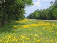 Yellow Roadside. Photo courtesy of the Oglesbee family.
